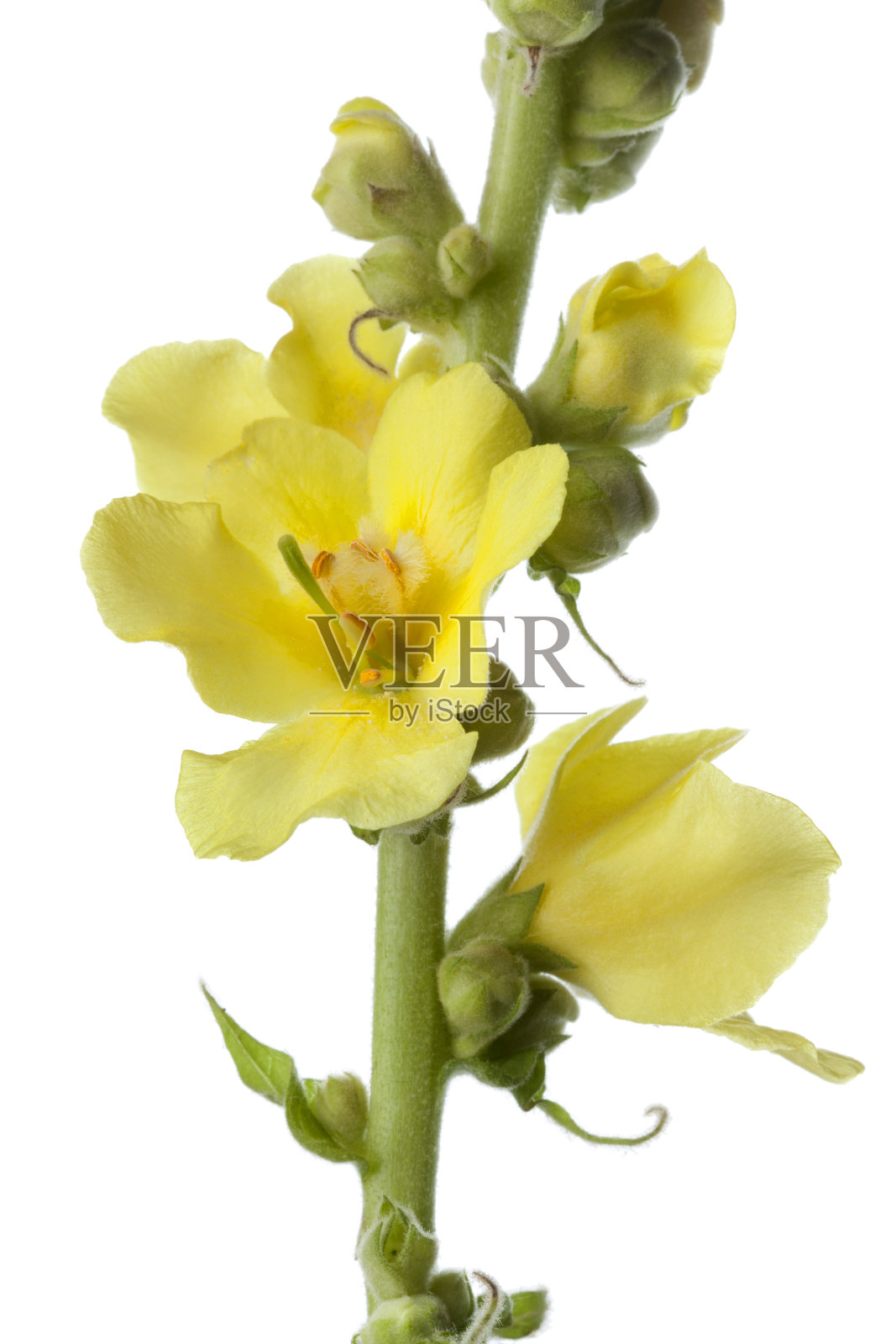 黄色Verbascum照片摄影图片