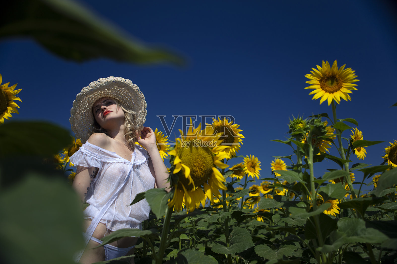 向日葵照片摄影图片