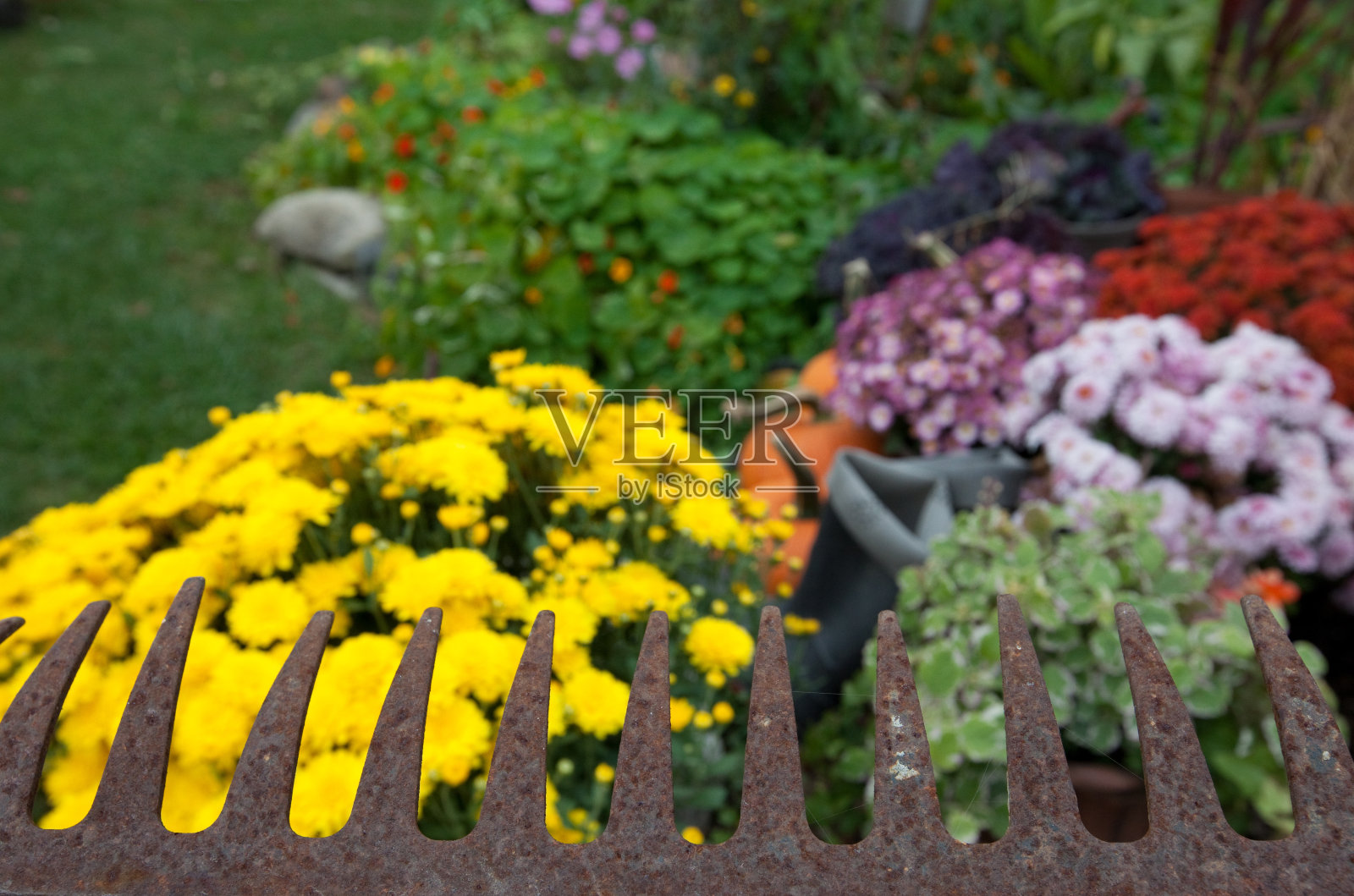 生锈的耙和凋落的花照片摄影图片