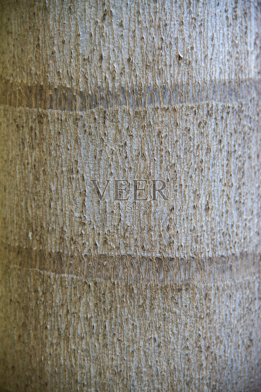 棕榈树皮纹理照片摄影图片