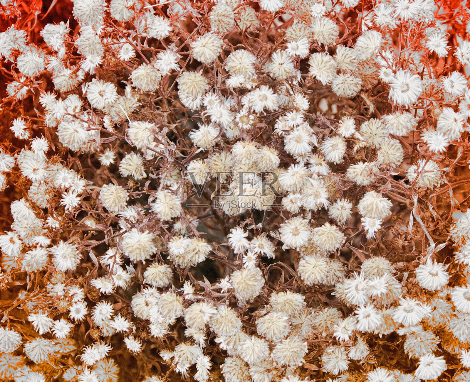 无缝的花卉图案。花纹理。照片摄影图片