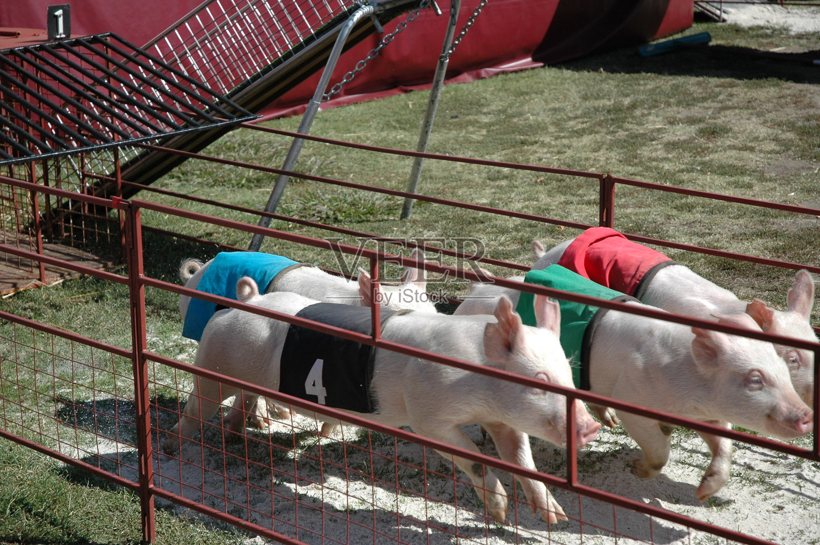 猪比赛1照片摄影图片