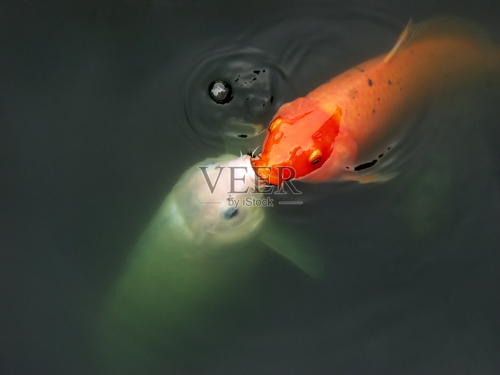 接吻鱼照片摄影图片