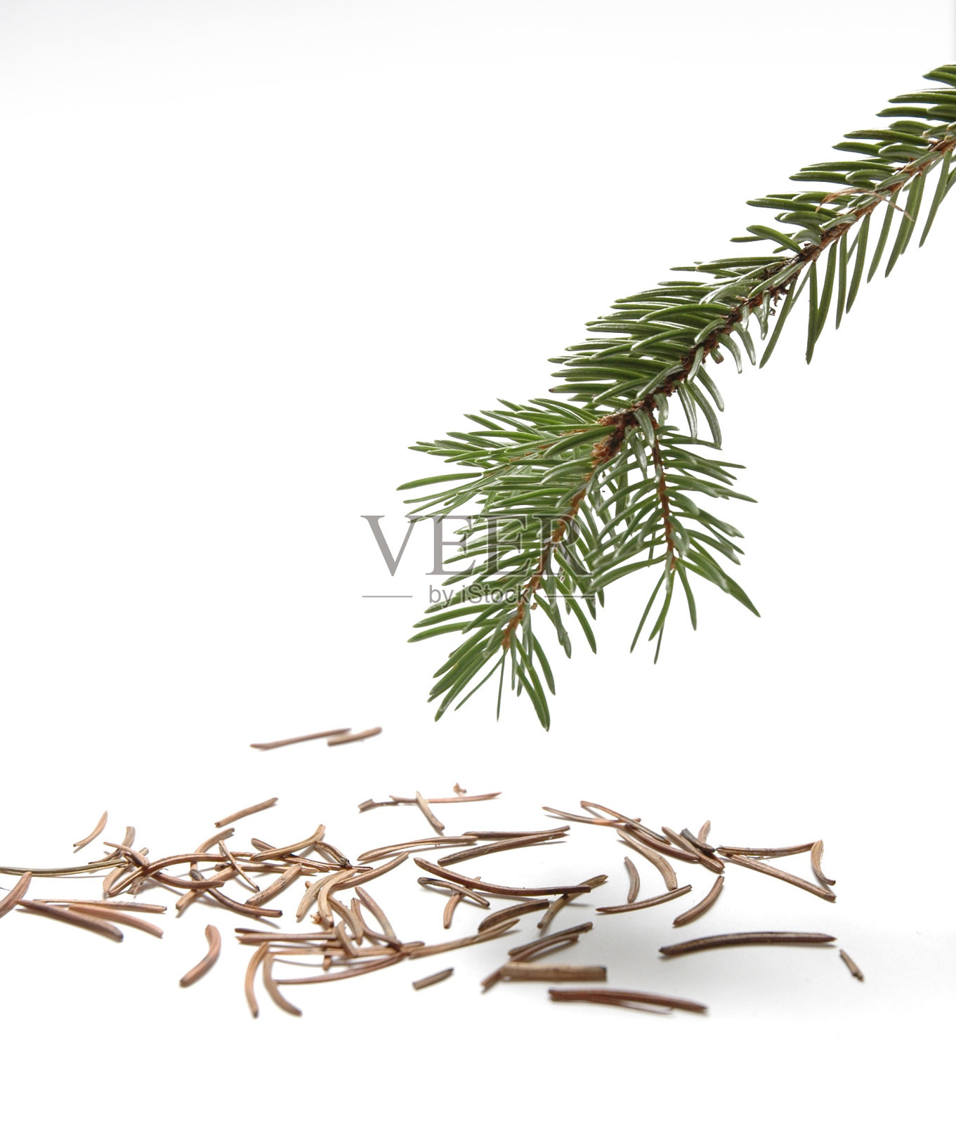 常青树照片摄影图片