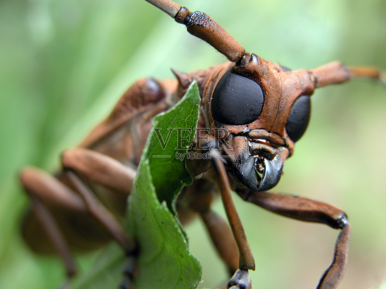 错误的眼睛照片摄影图片