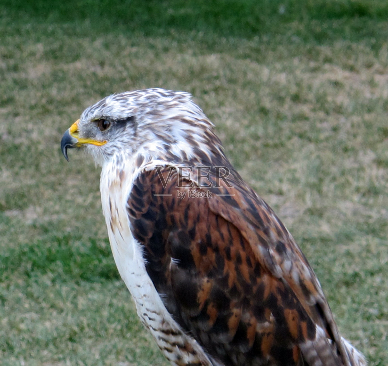 鹰照片摄影图片