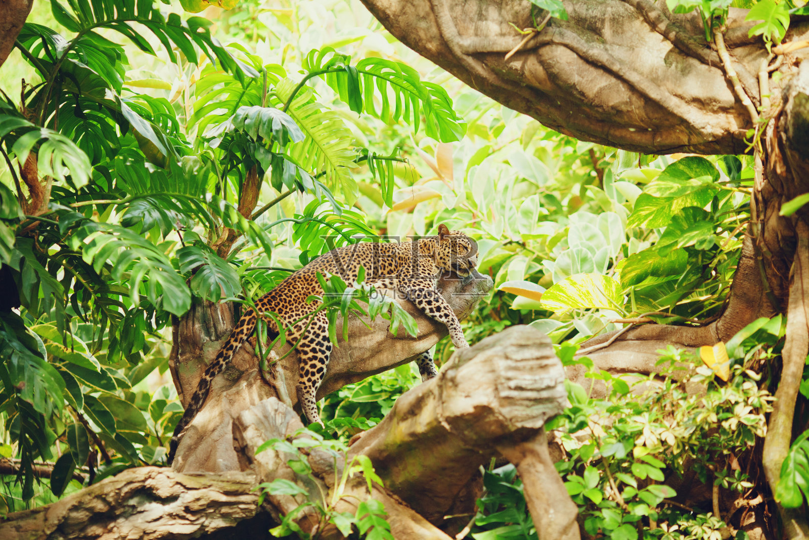 躺(睡)在树枝上的豹照片摄影图片