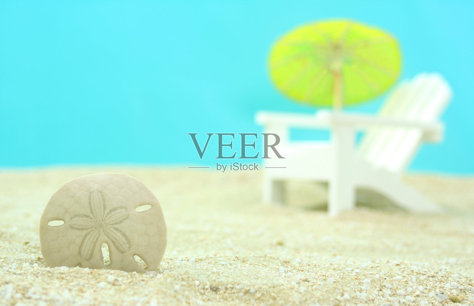 海胆照片摄影图片