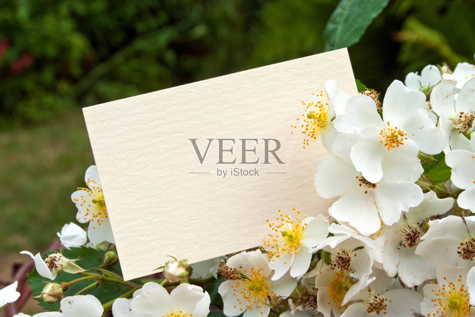 白玫瑰照片摄影图片