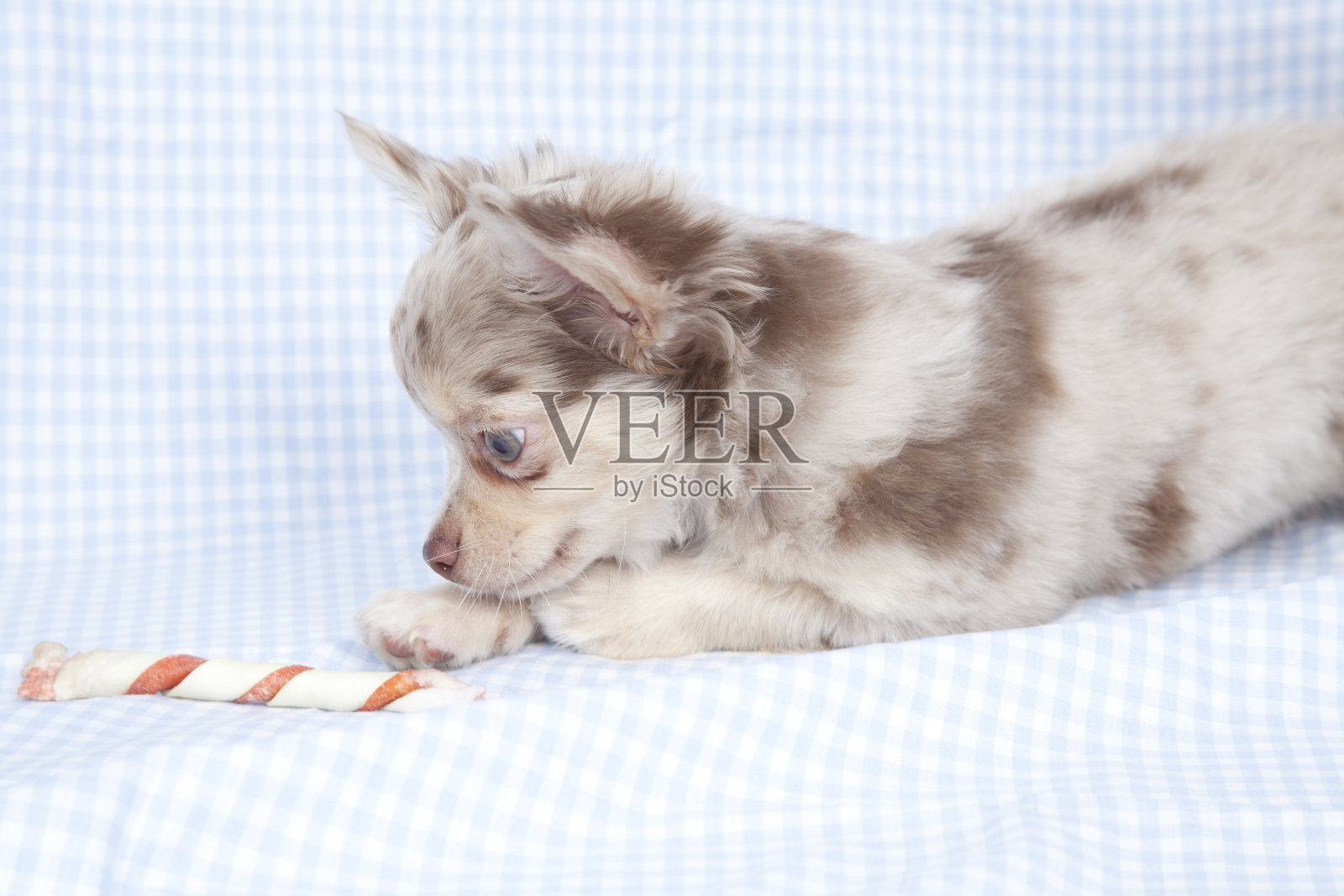 彩色背景上的吉娃娃小狗照片摄影图片