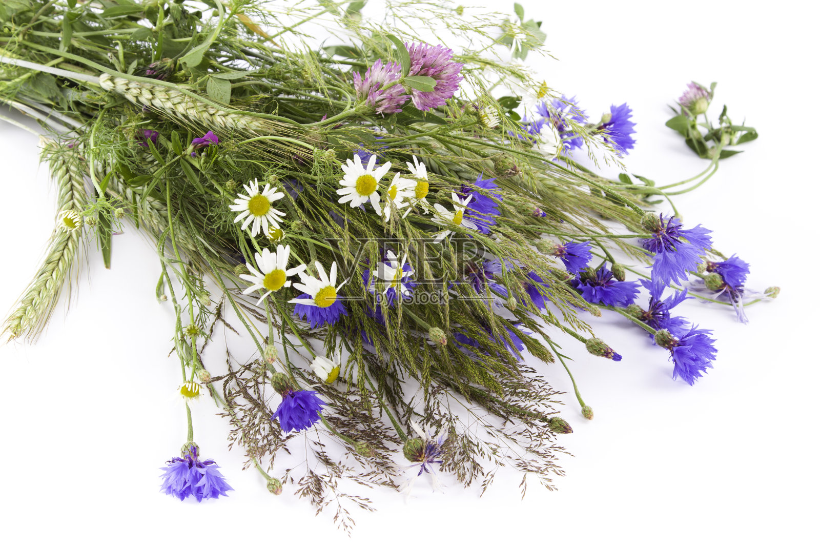 春天的花朵照片摄影图片