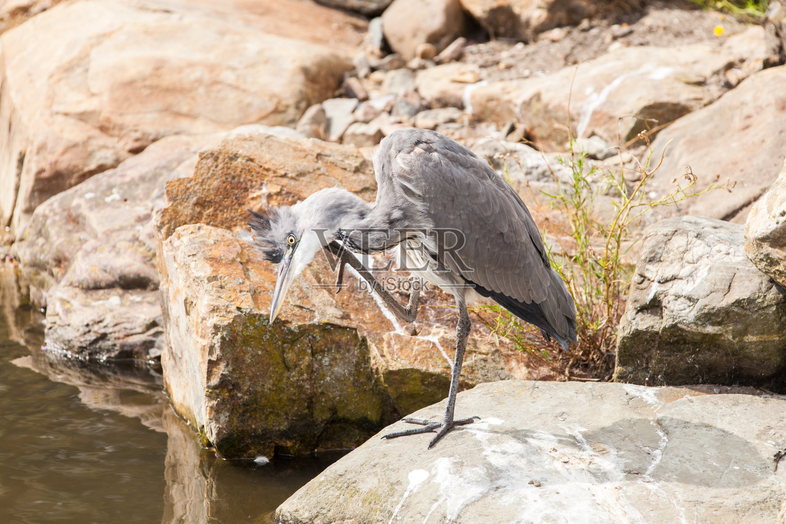 苍鹭抓照片摄影图片