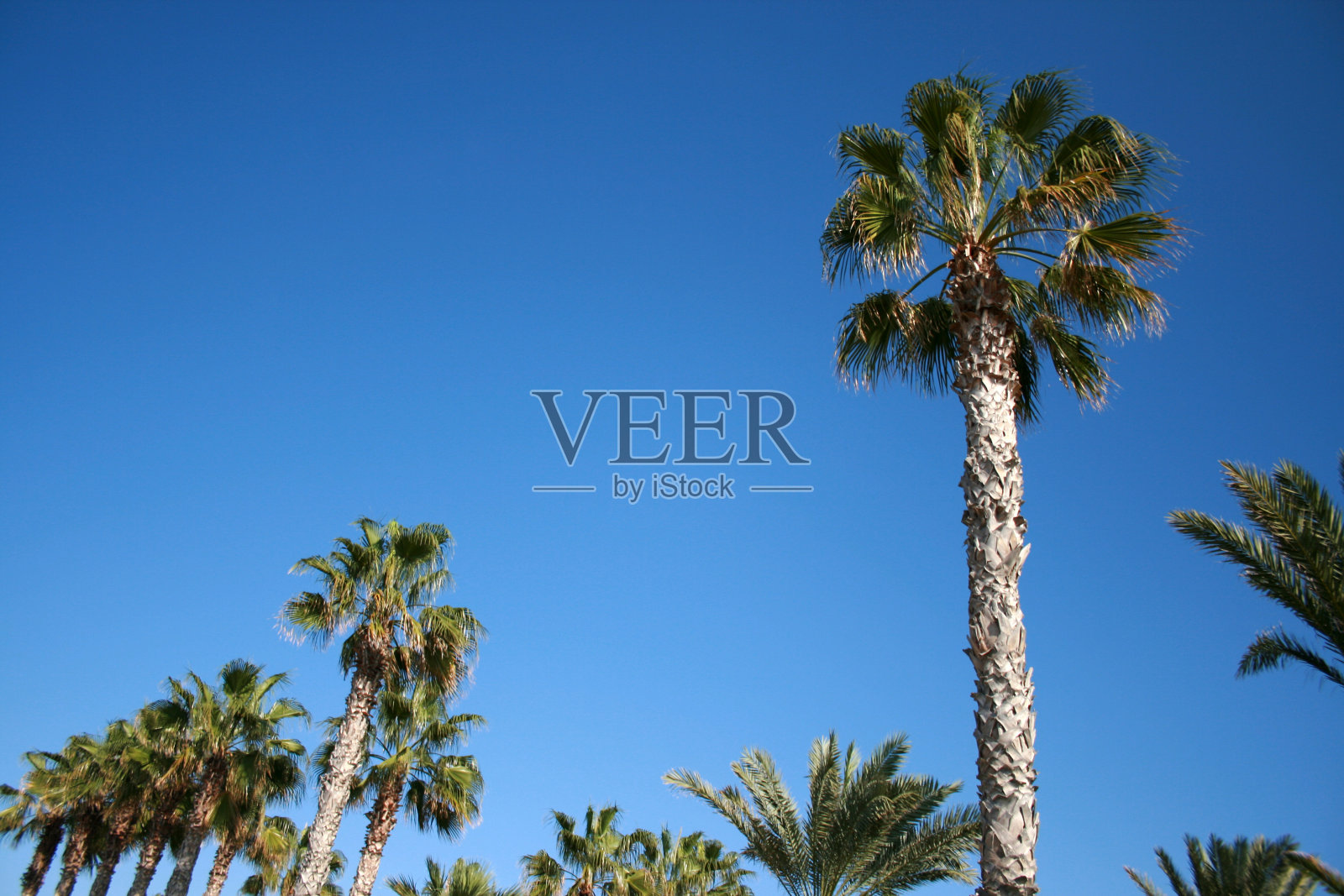 棕榈树和蓝天照片摄影图片