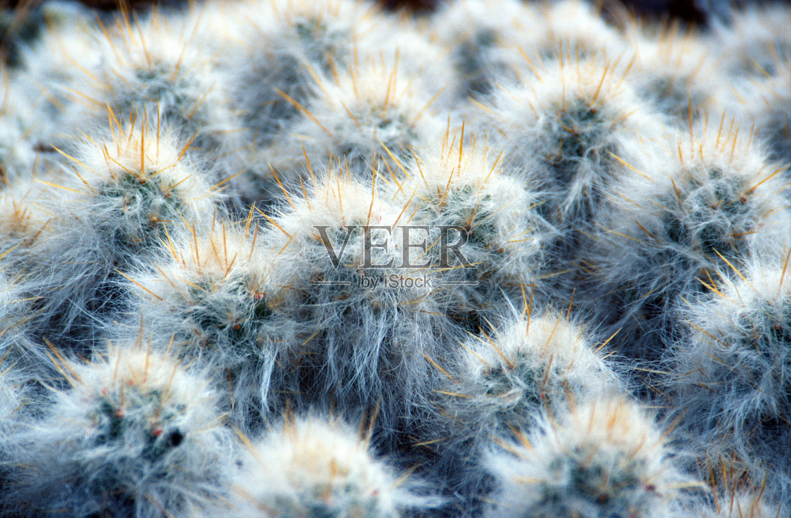 毛茸茸的白色仙人掌照片摄影图片