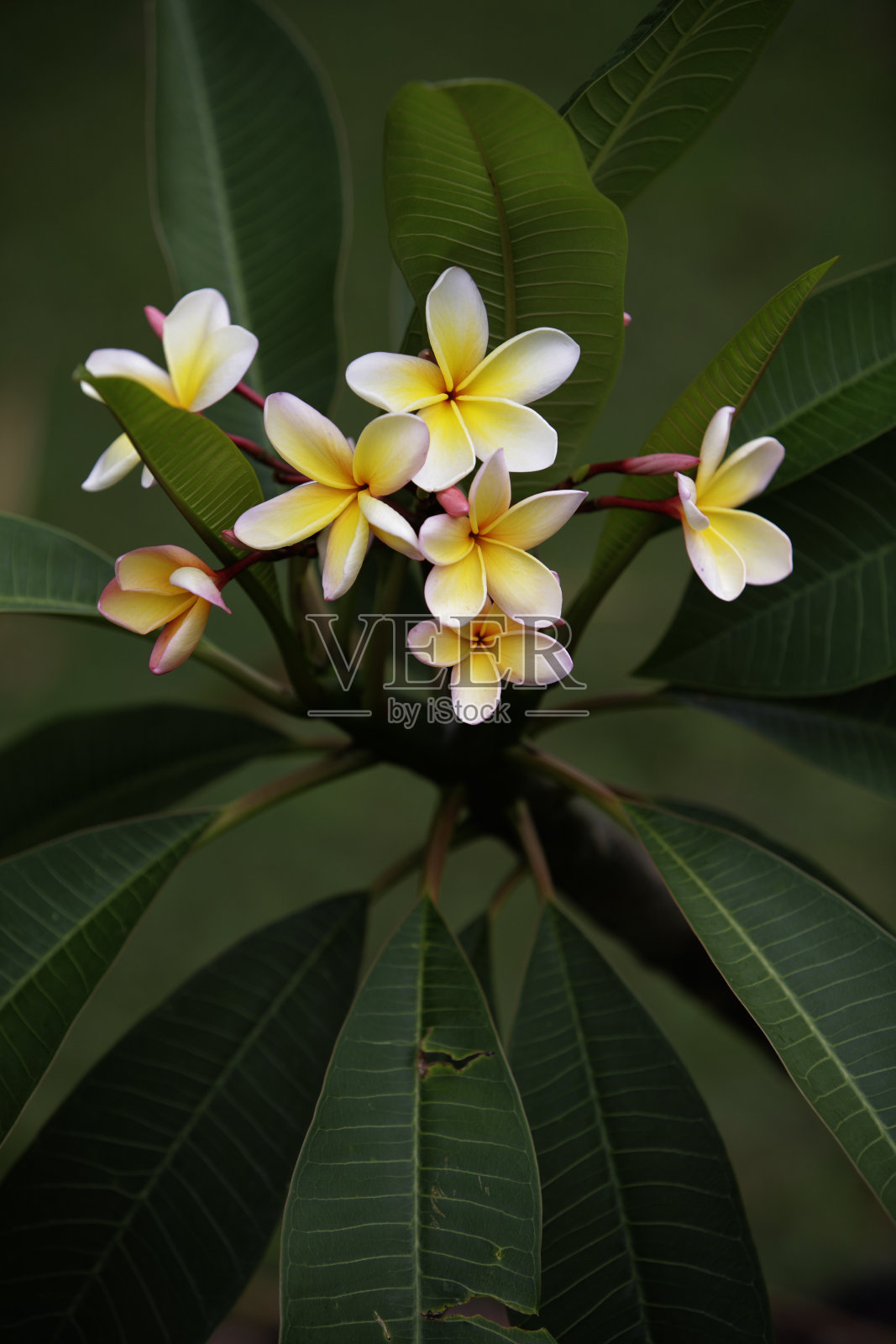 鸡蛋花花很多照片摄影图片