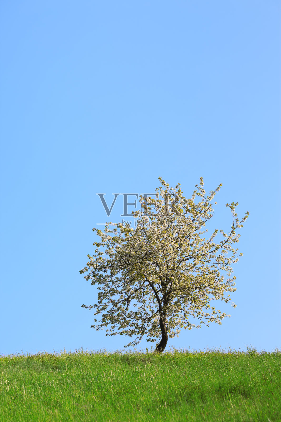 樱桃树照片摄影图片