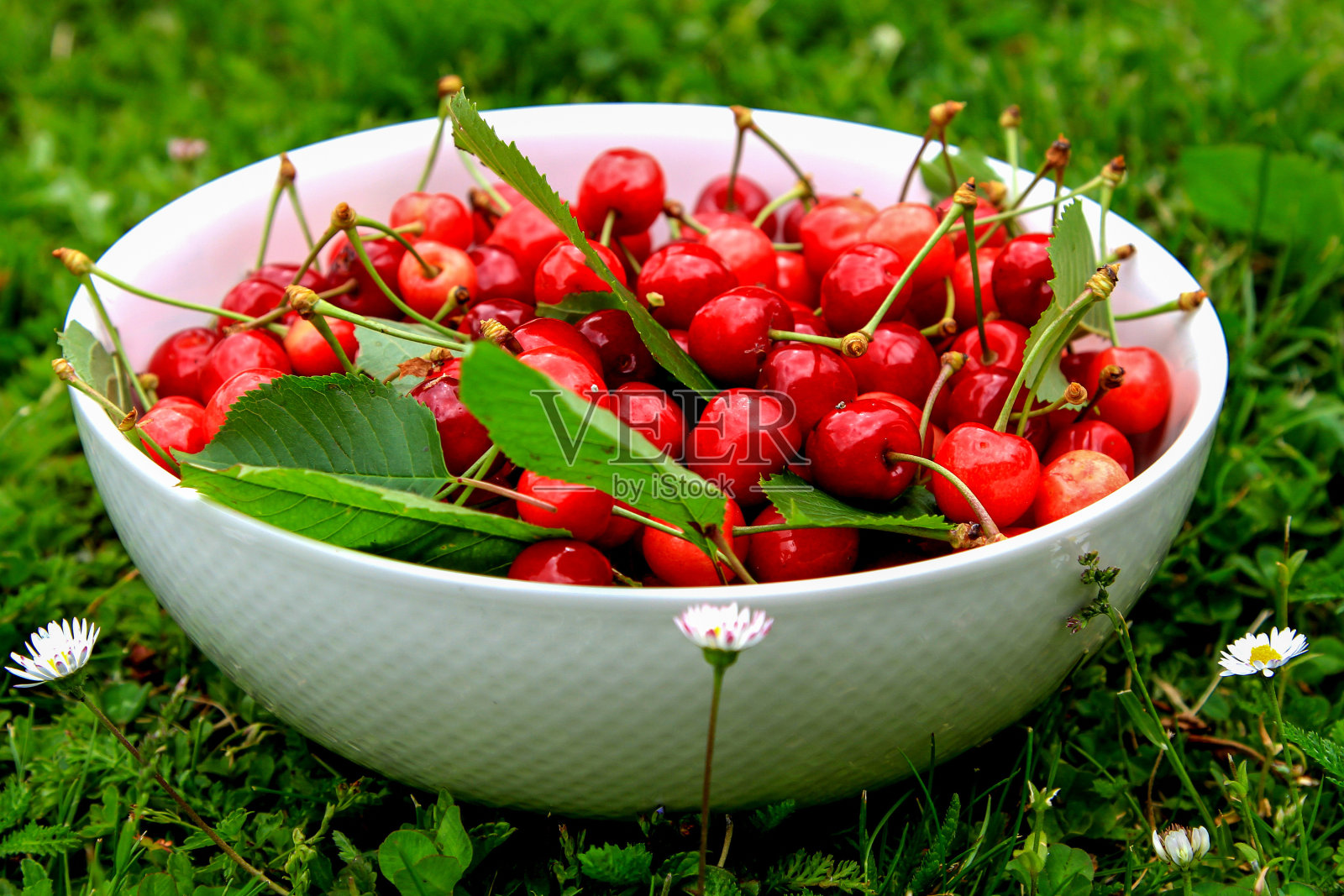 鲜红的樱桃嵌在草丛和花丛中照片摄影图片