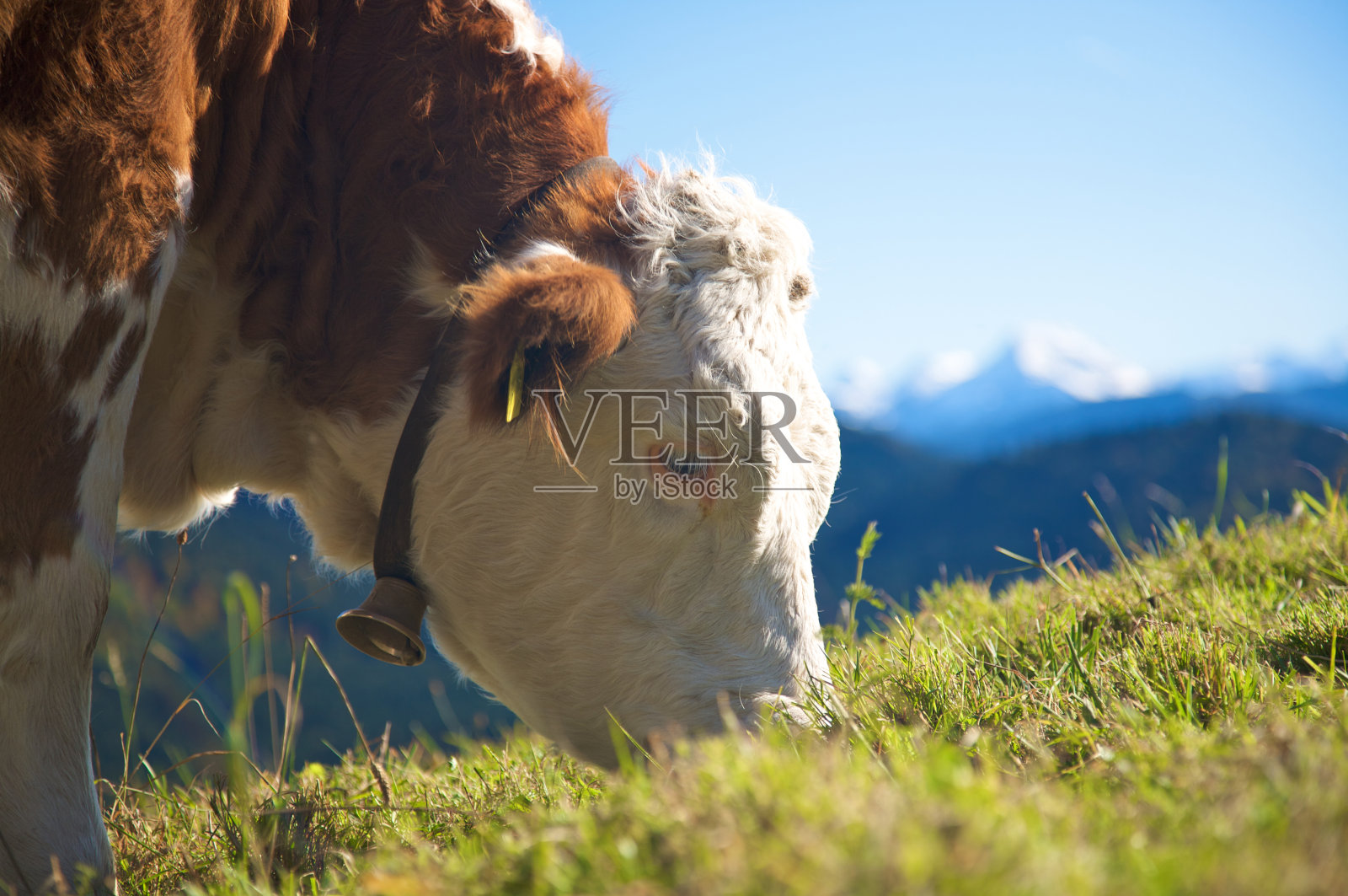 阿尔卑斯山的牛照片摄影图片