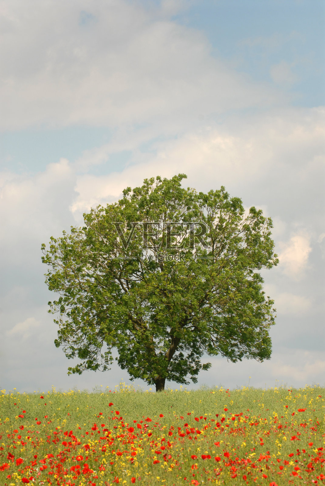 英格兰乡村,照片摄影图片