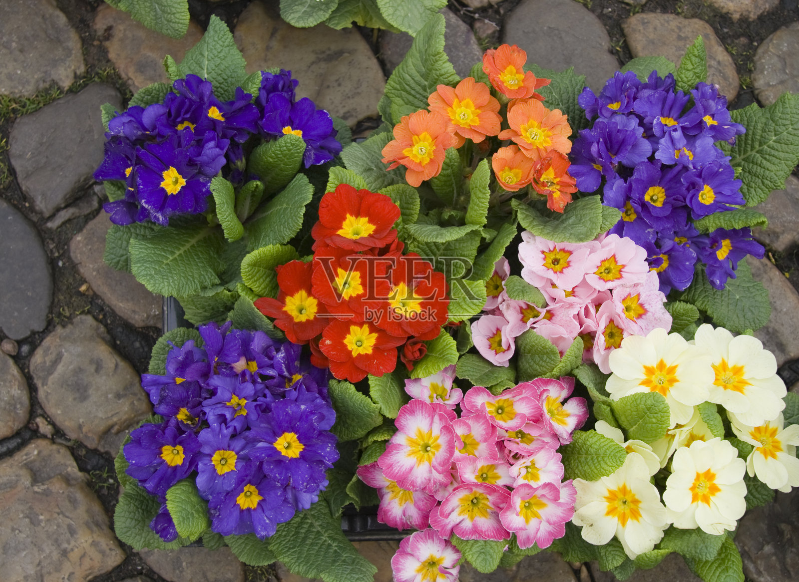 花在鹅卵石照片摄影图片