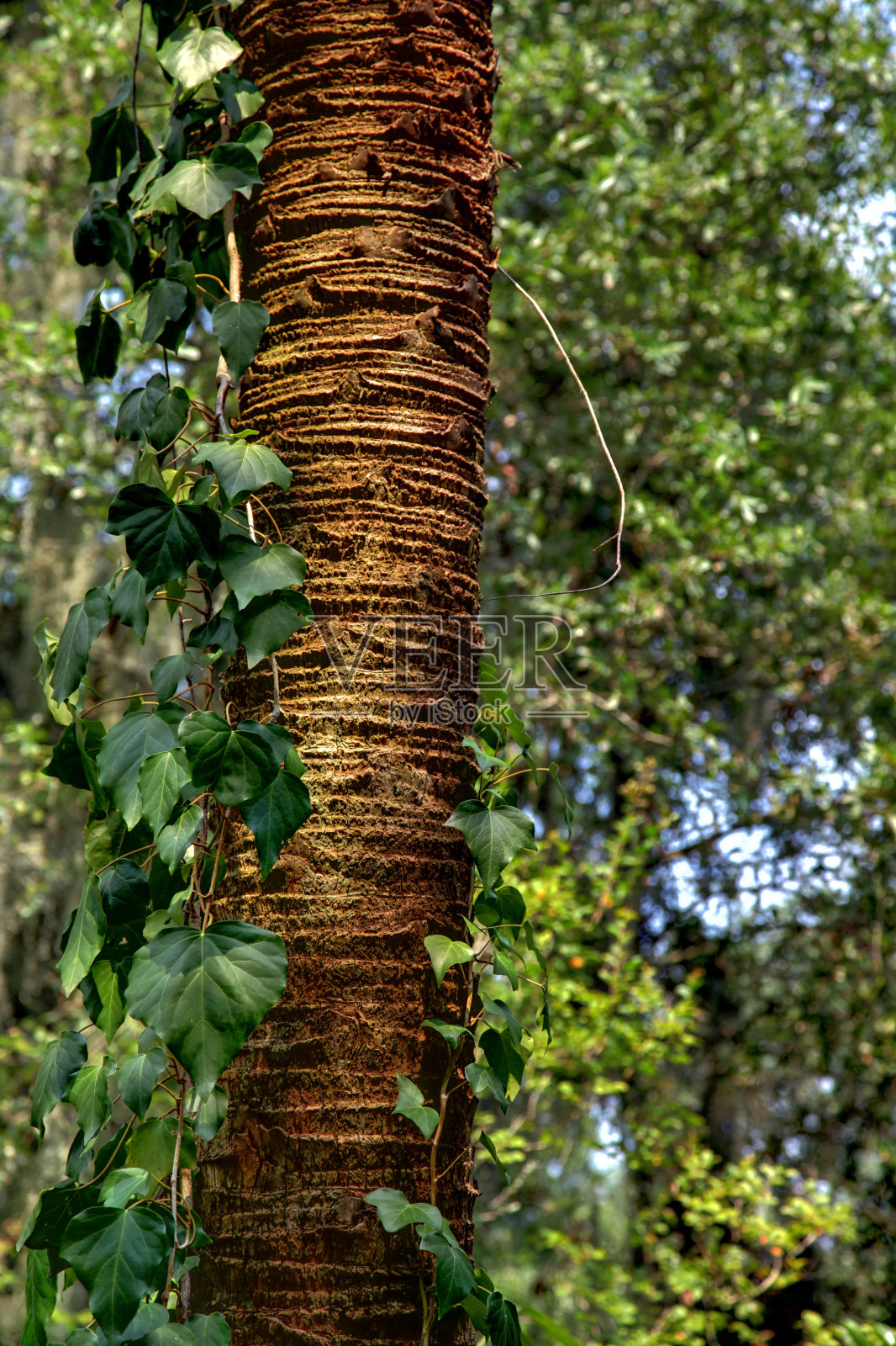 棕榈上的藤蔓照片摄影图片