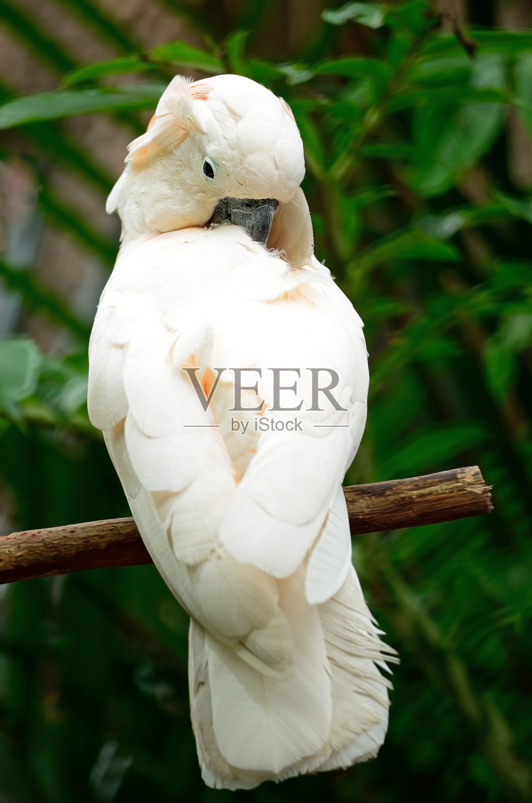 Mollucan风头鹦鹉照片摄影图片