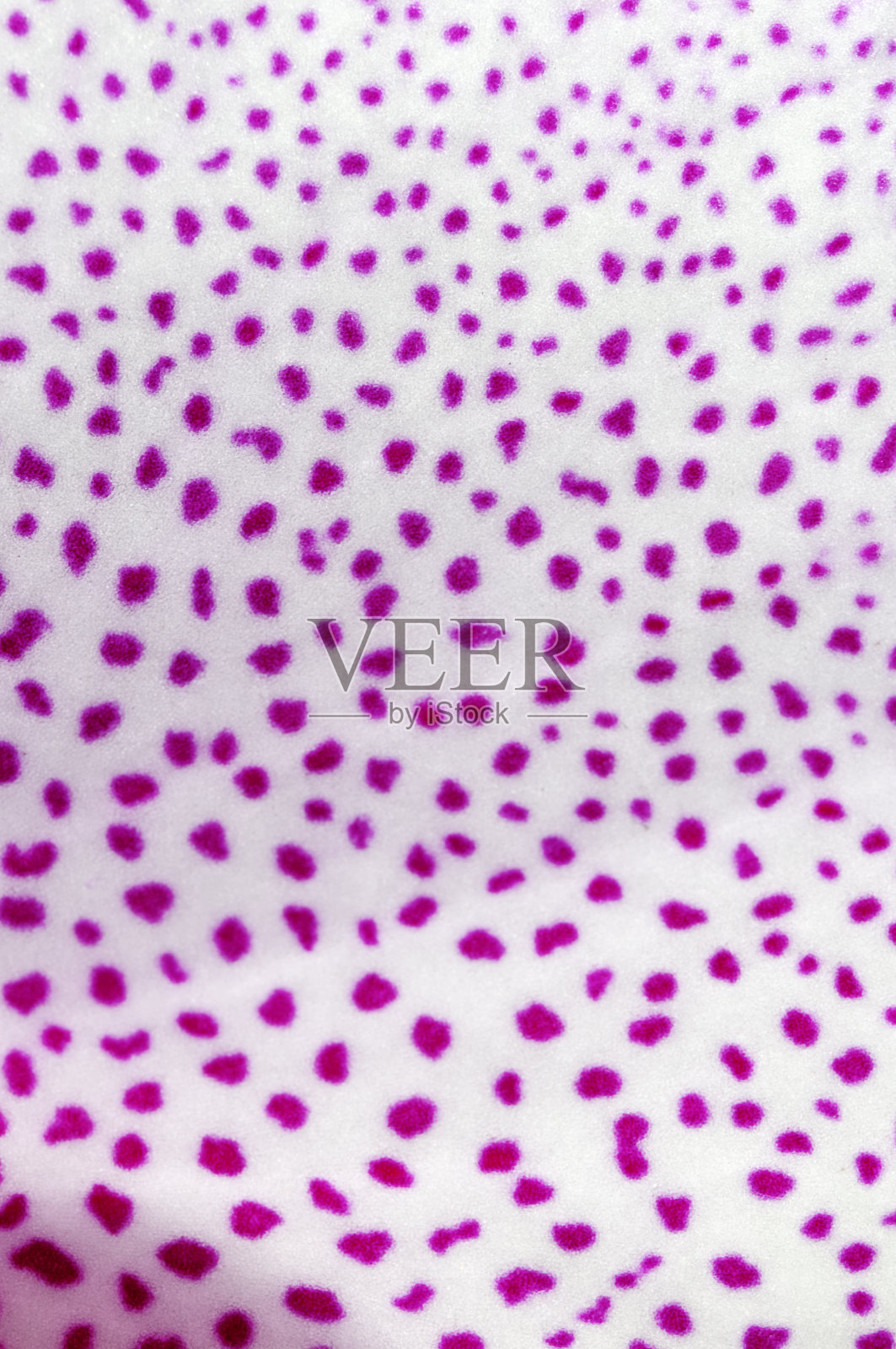 兰花照片摄影图片