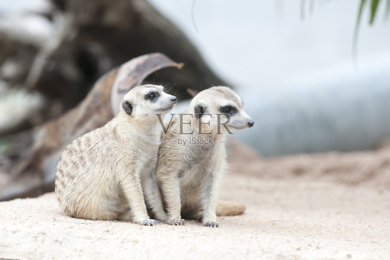 猫鼬照片摄影图片