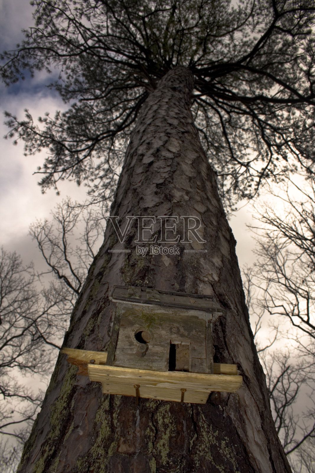 鸟的房子照片摄影图片