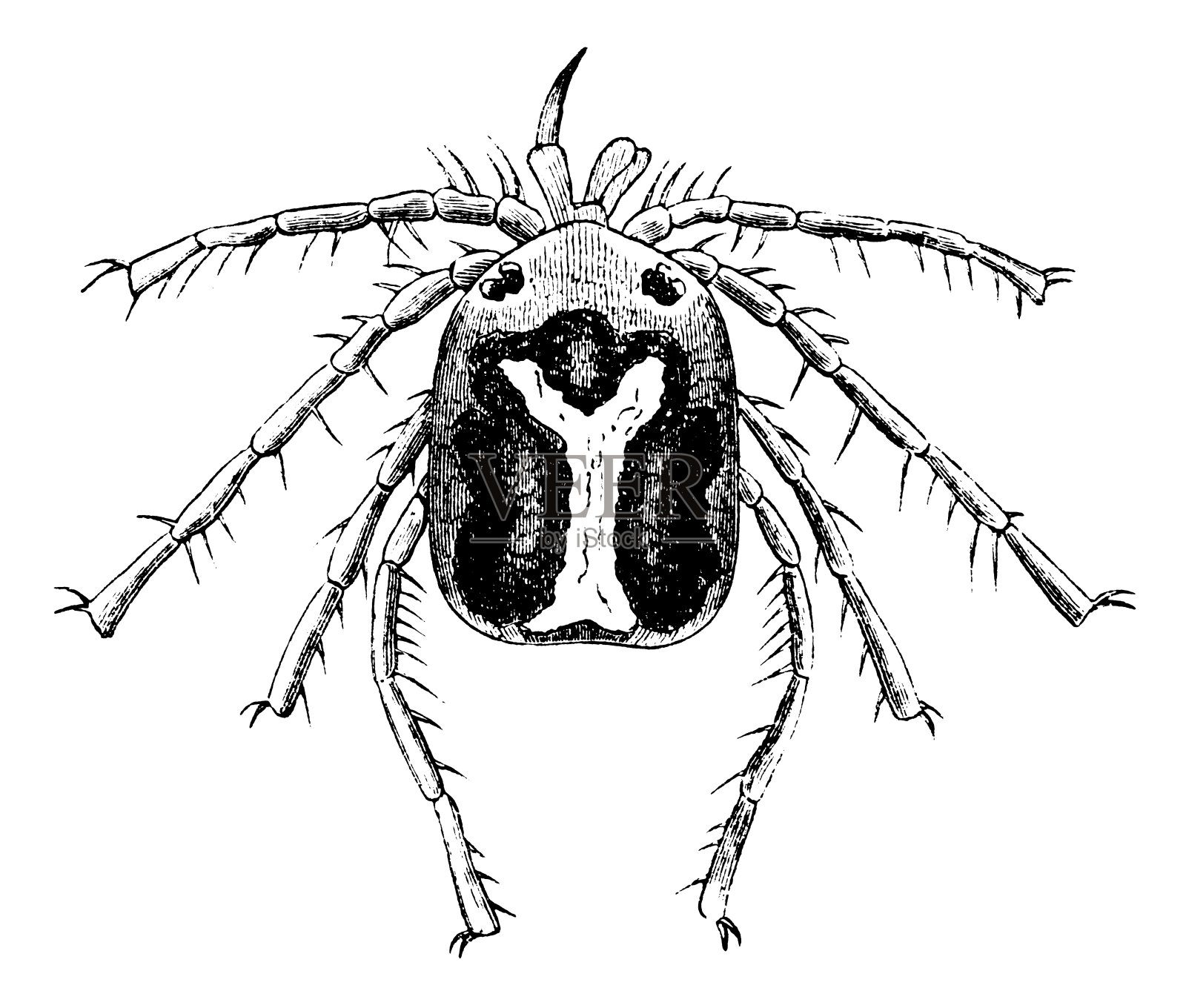 蜘蛛|古董动物插图插画图片素材