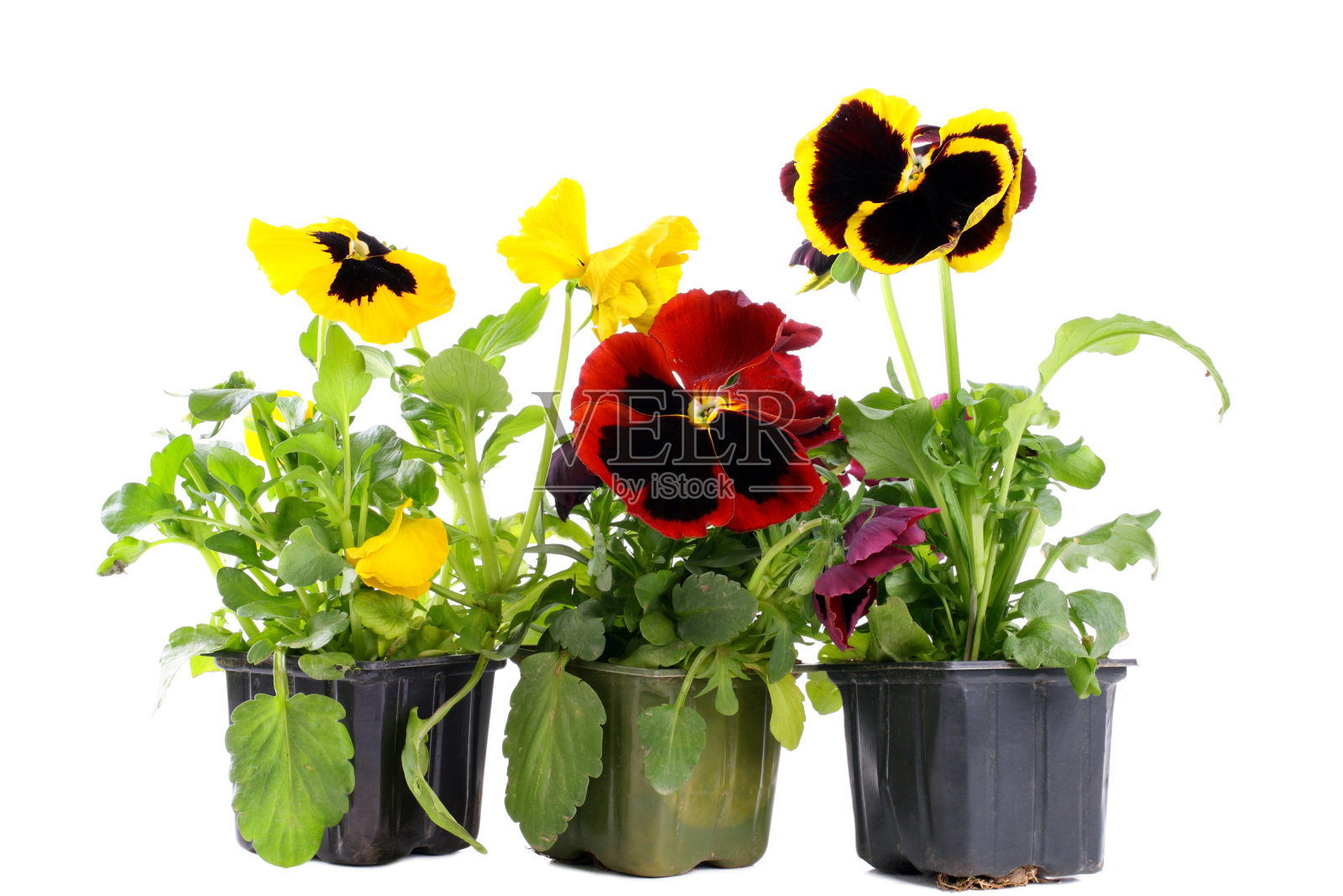 黄色和红色的三色堇照片摄影图片