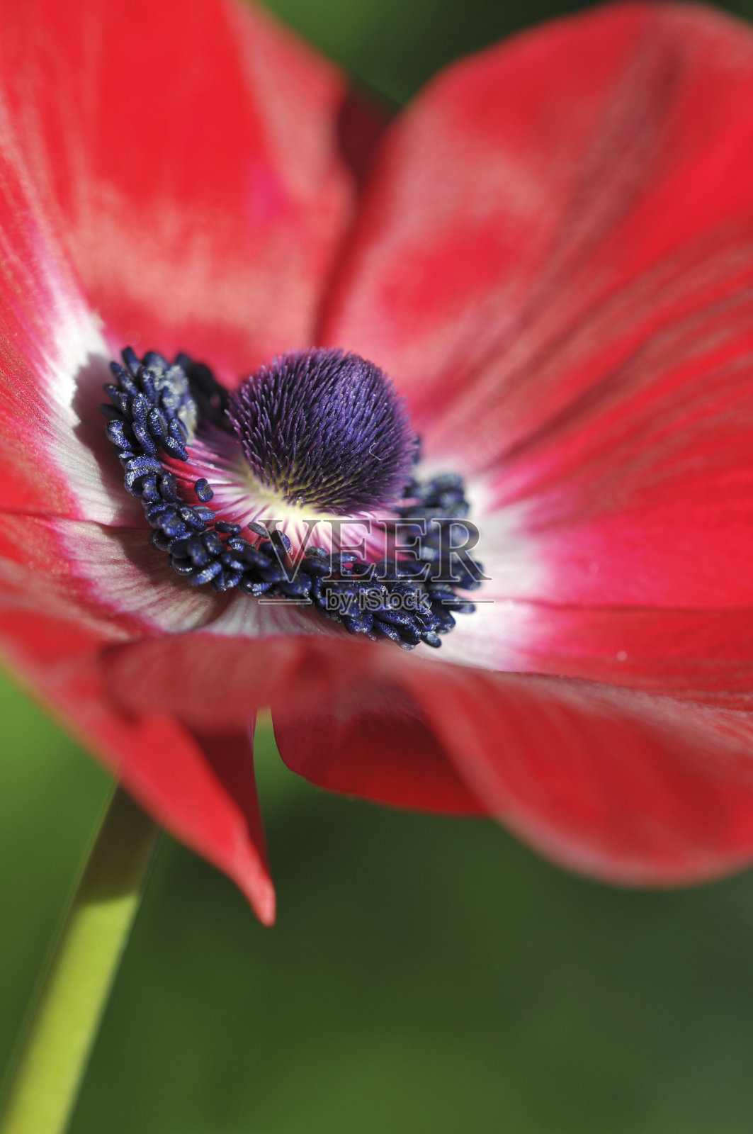 红色罂粟花照片摄影图片