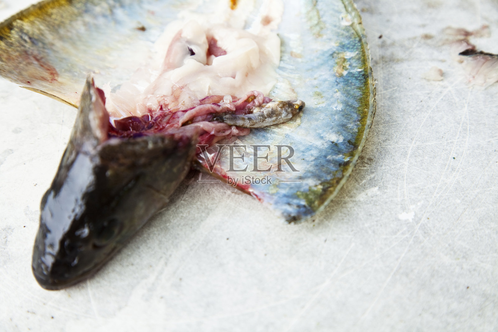 在鲈鱼照片摄影图片