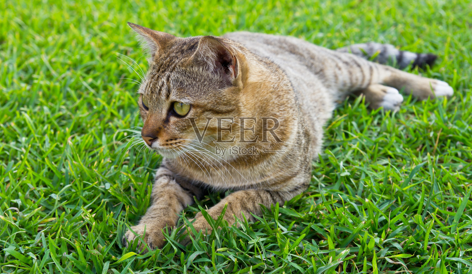 虎斑躺在草地上照片摄影图片