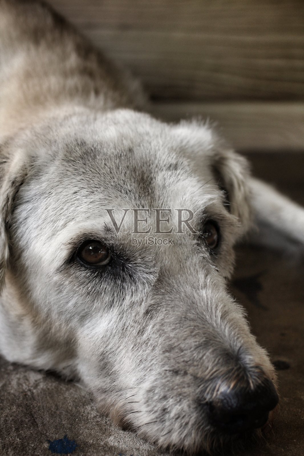 狗看照片摄影图片