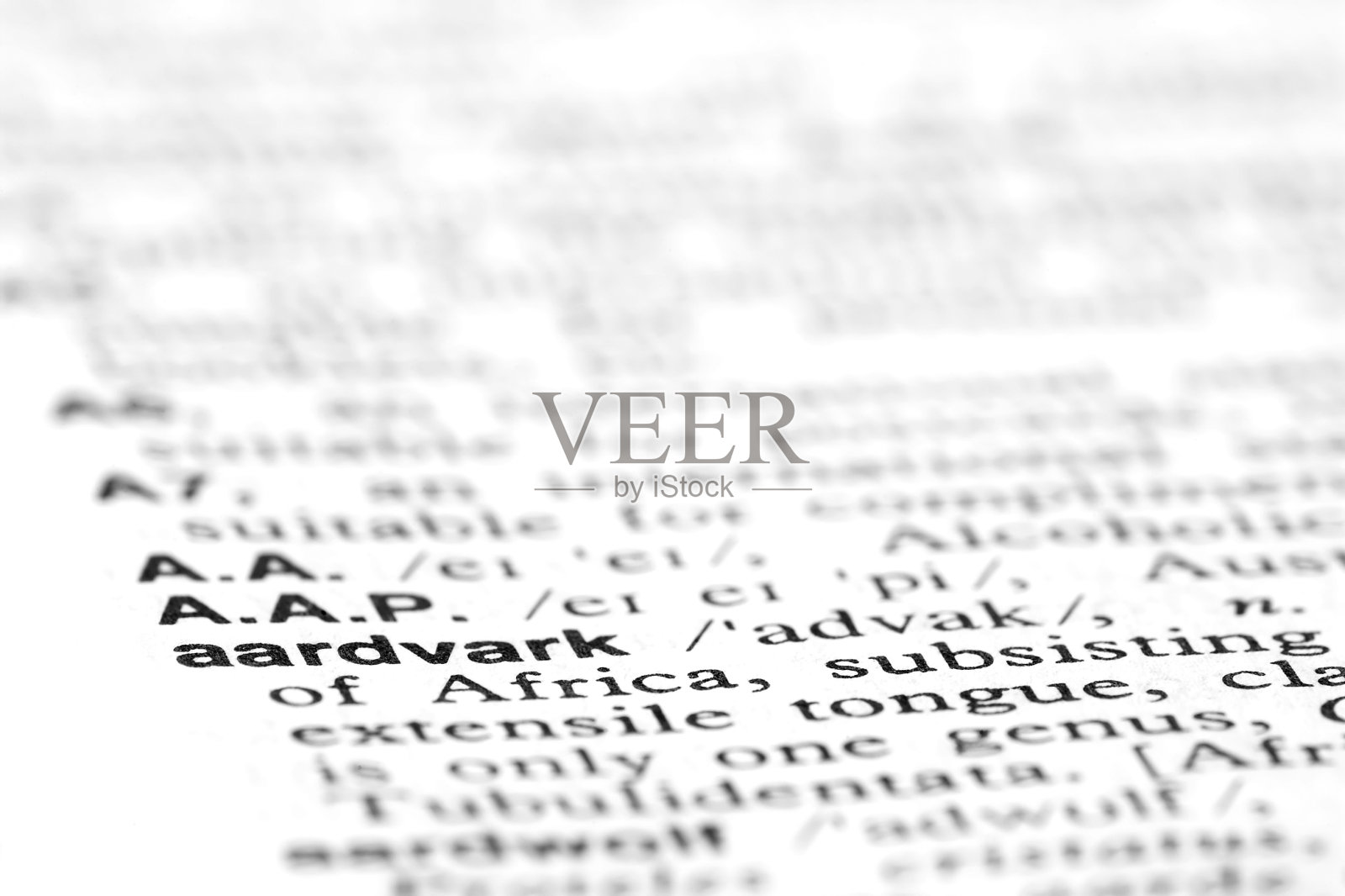 土豚照片摄影图片