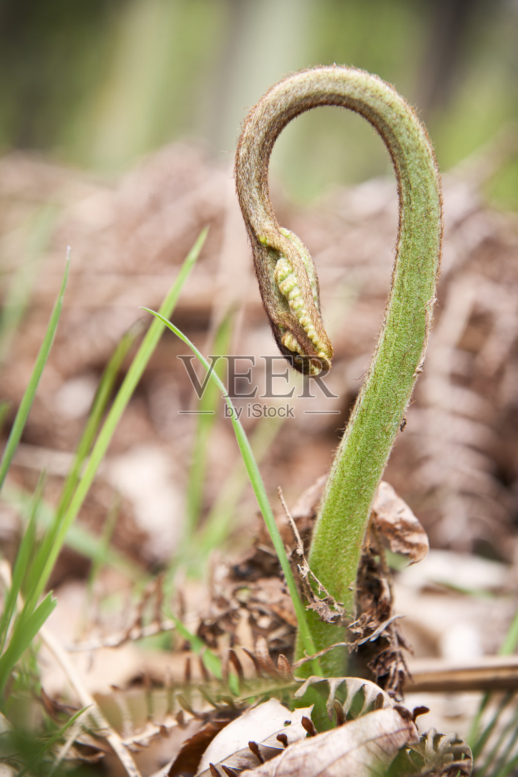 在春天向上伸展的蕨类照片摄影图片