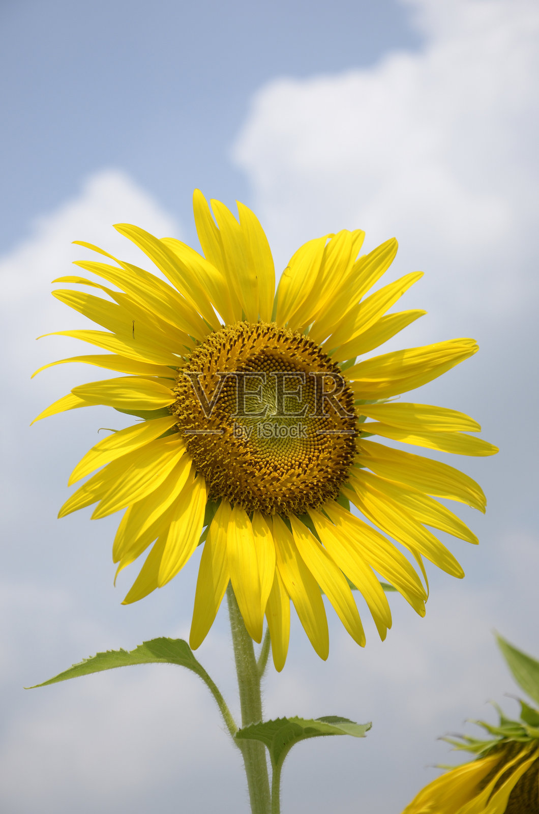 向日葵照片摄影图片