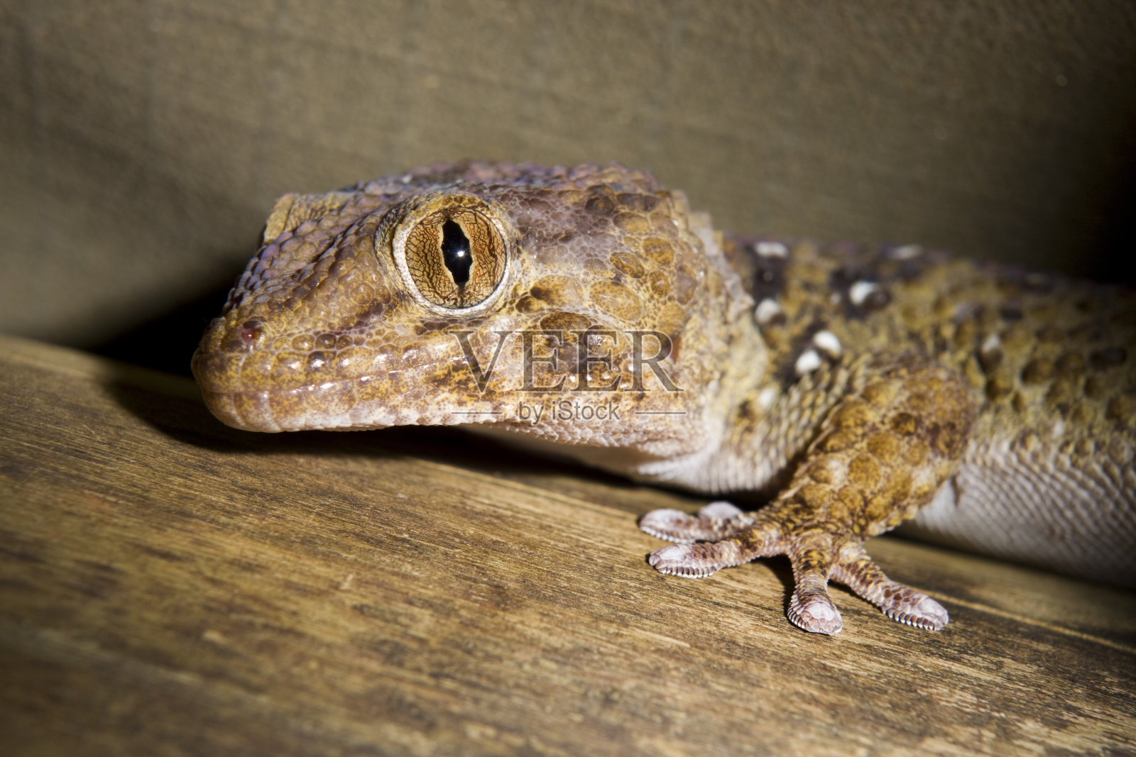 纳米比亚纳米布Naukluft公园帐篷中的壁虎照片摄影图片