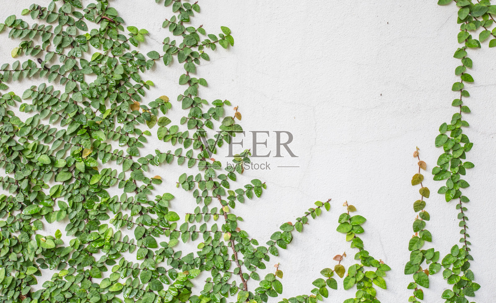 薜荔照片摄影图片