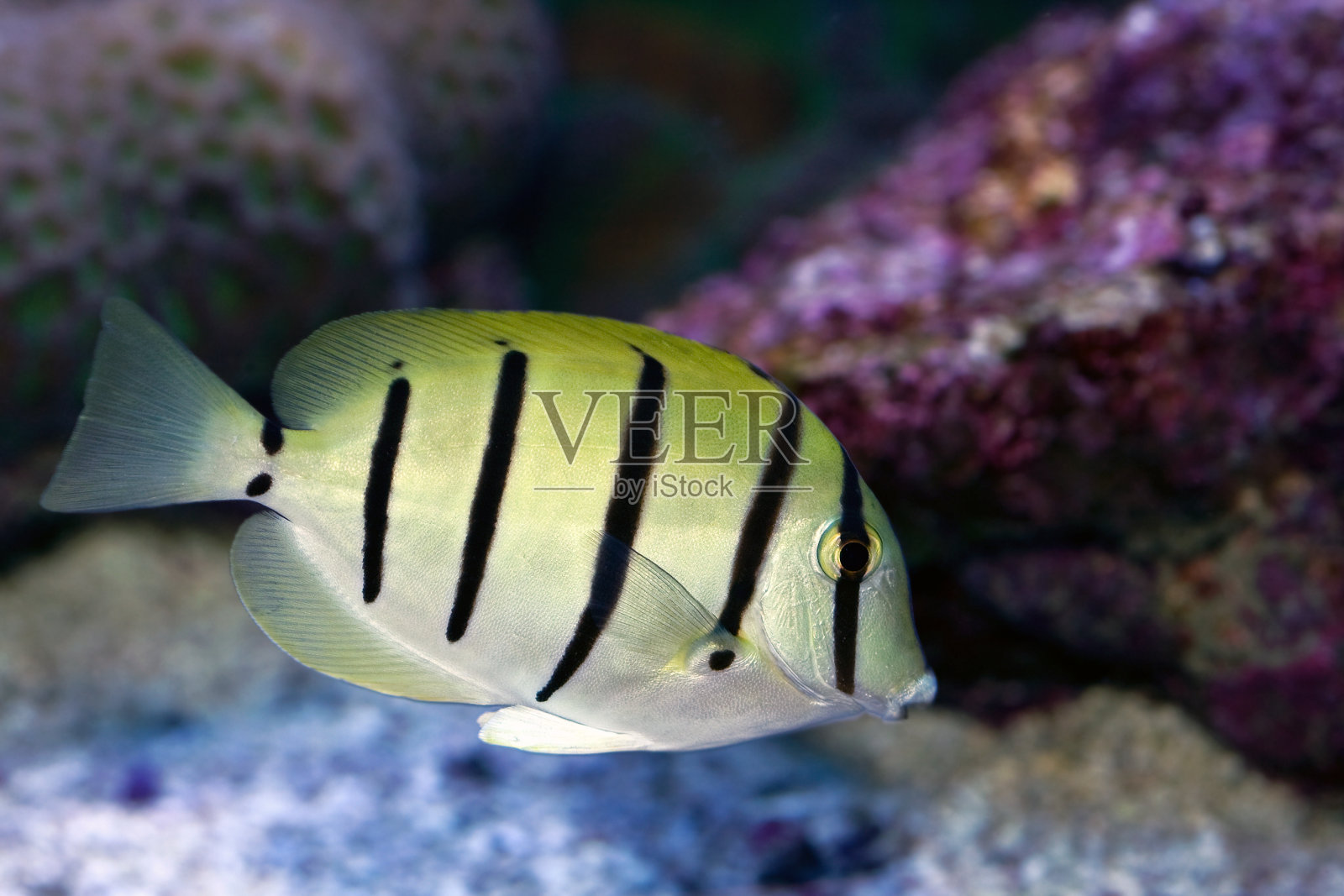 热带鱼照片摄影图片