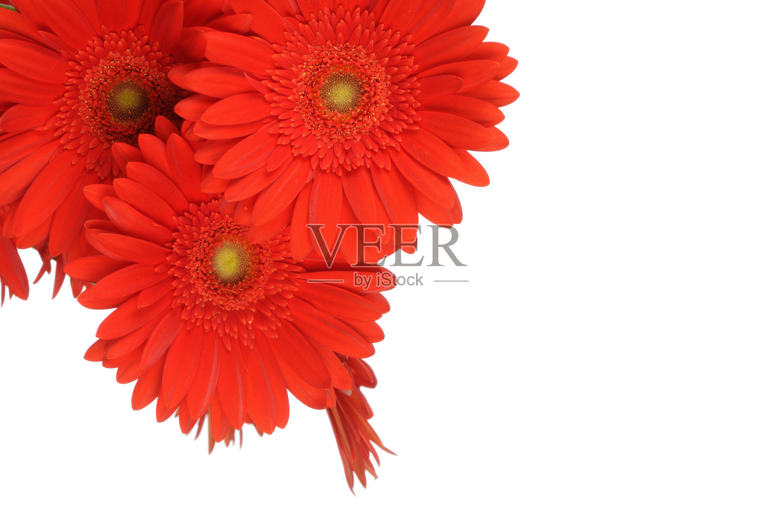 美国格柏公司花照片摄影图片