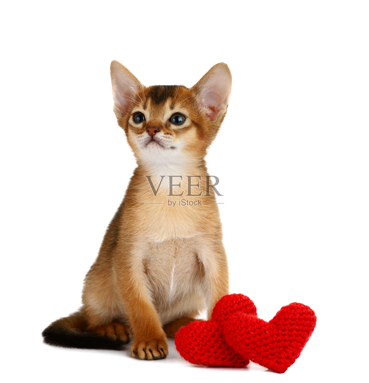 情人主题小猫与红心隔绝照片摄影图片