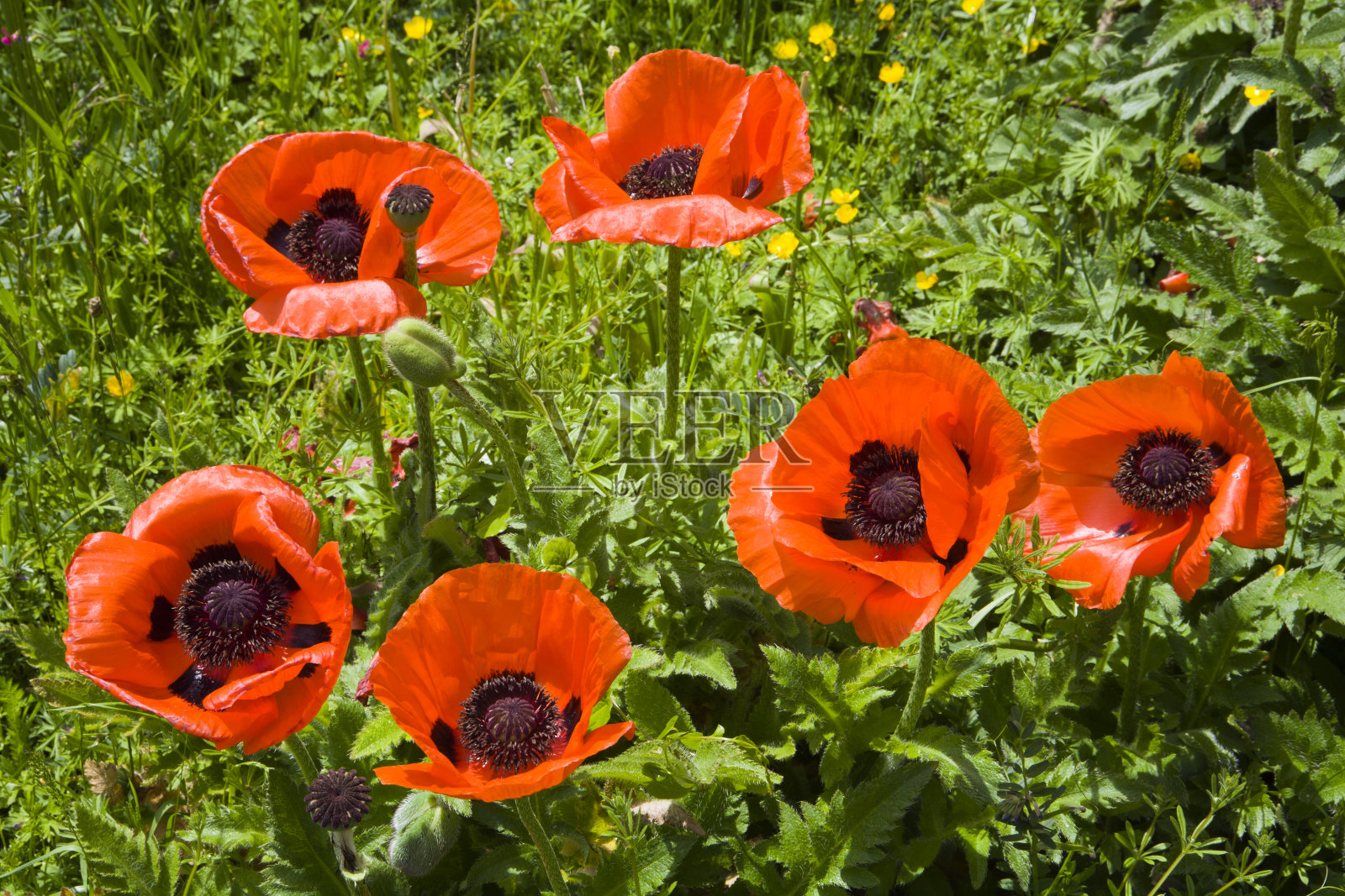 罂粟花照片摄影图片