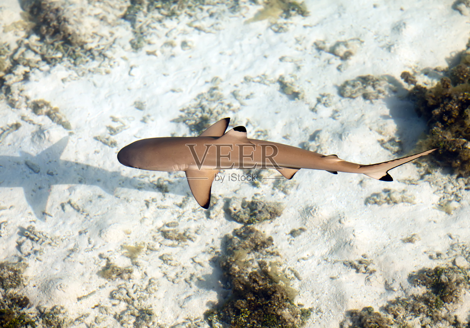 礁鲨，俯视透过水晶般清澈的海水照片摄影图片