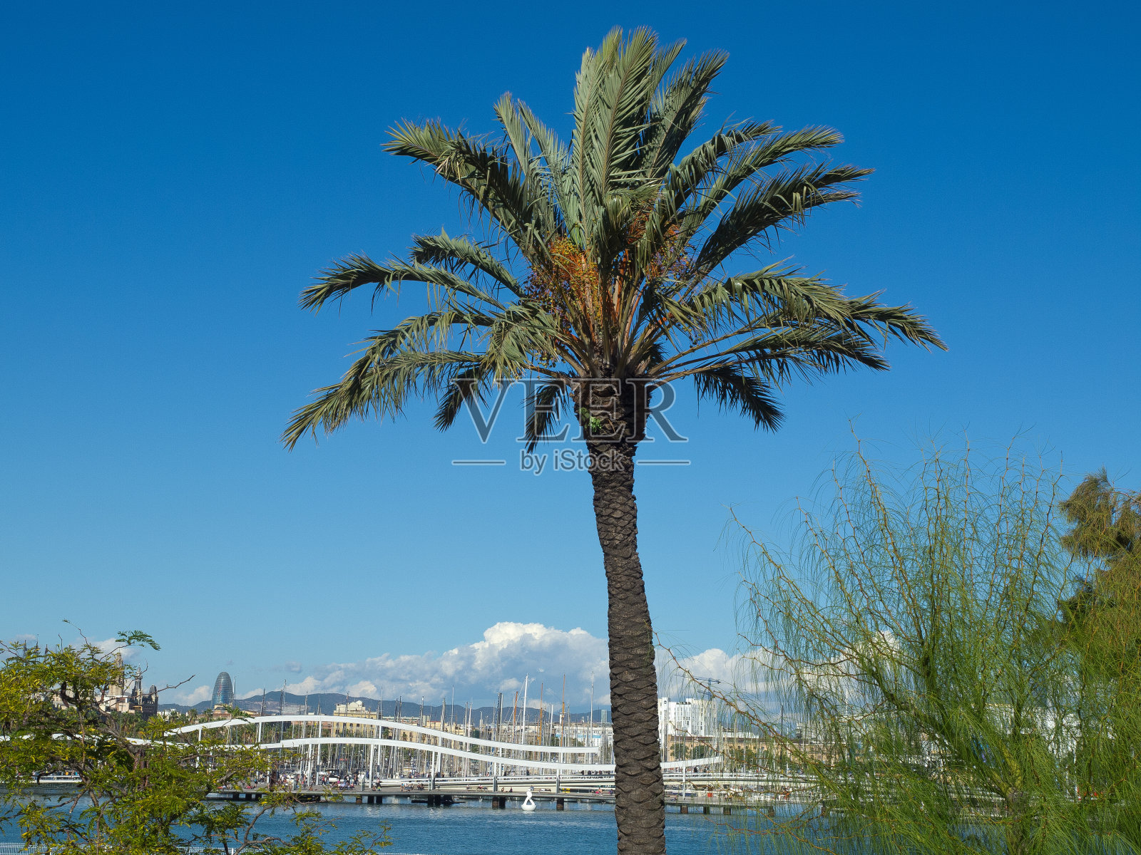 帕尔梅是哈芬 - 棕榈照片摄影图片