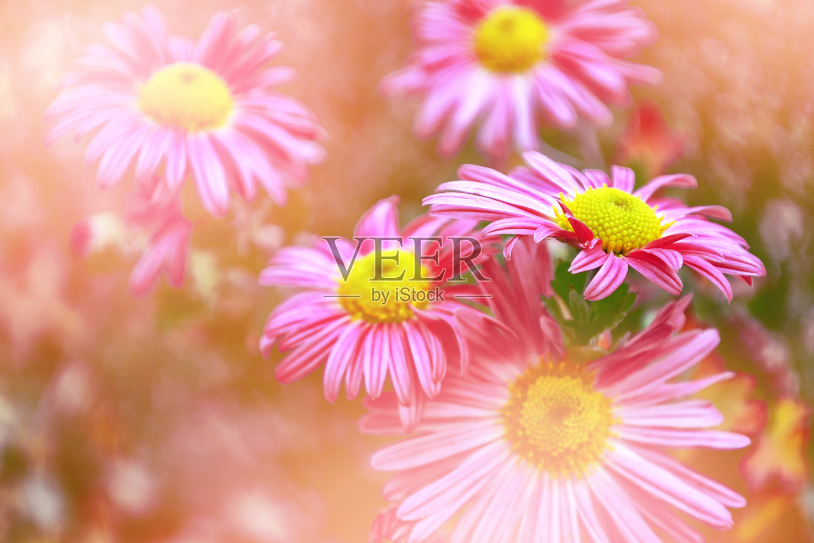 五颜六色的菊花照片摄影图片