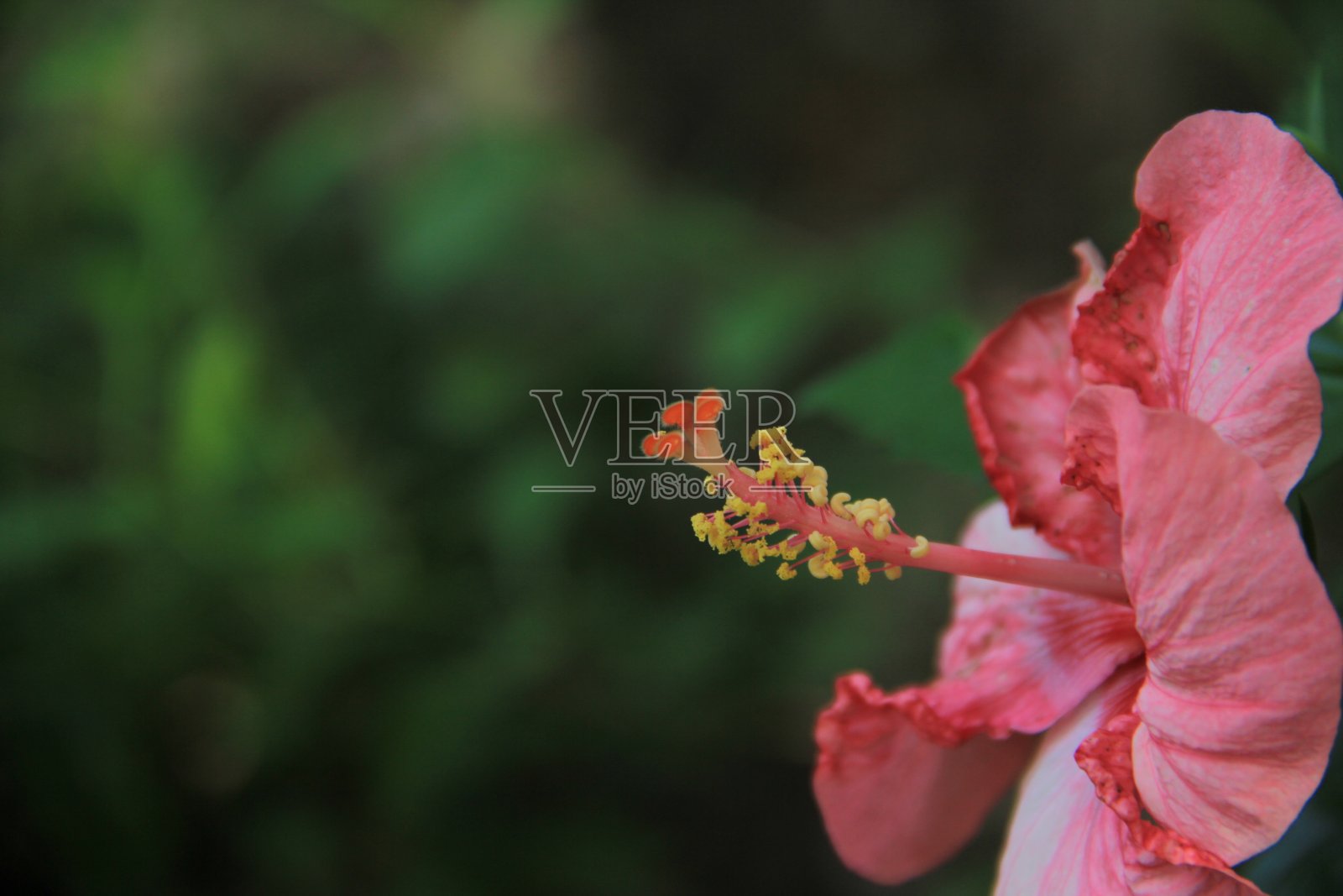 美丽的粉红色花在牙买加照片摄影图片