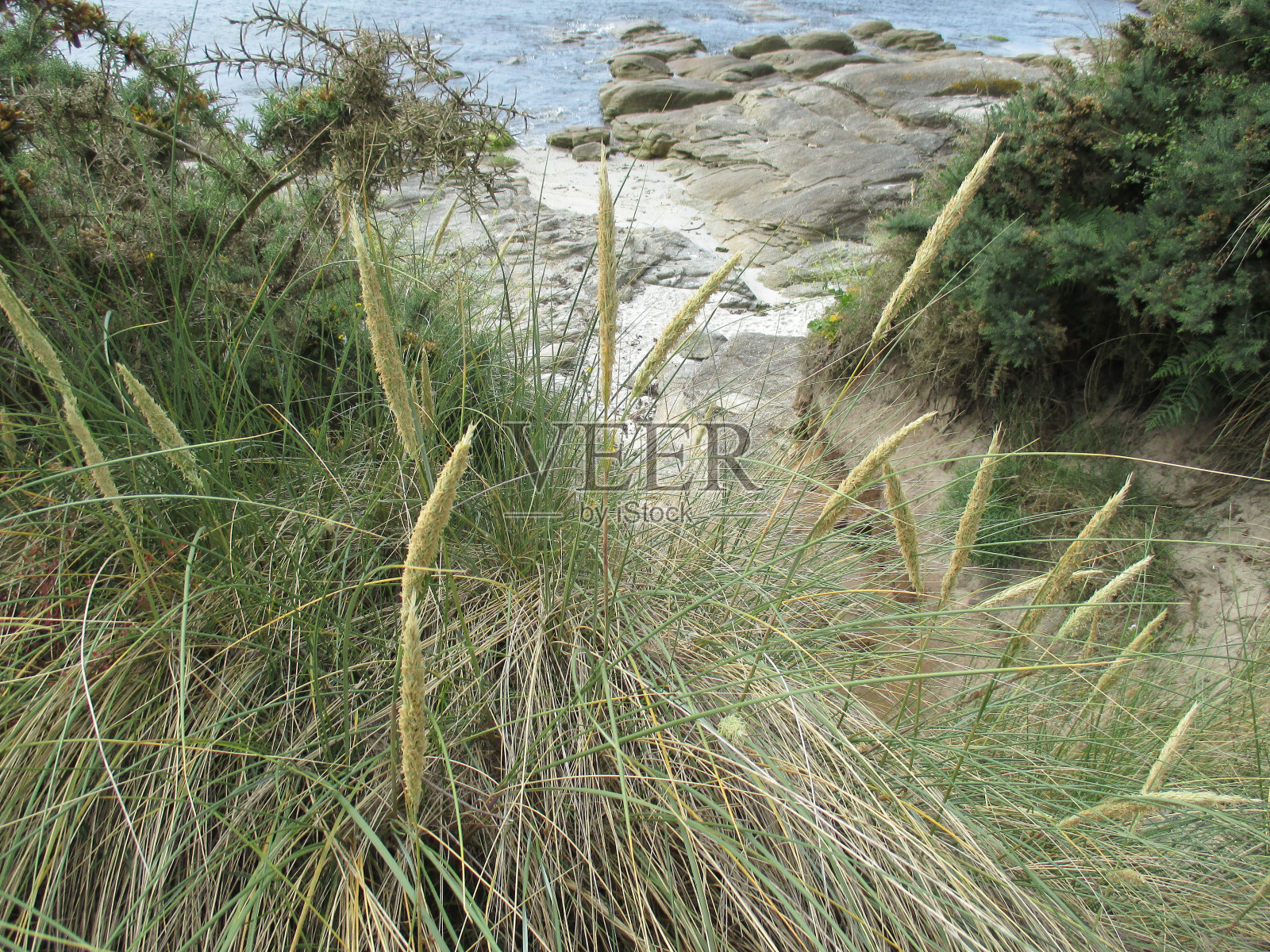海岸岩石海岸海滨植被照片摄影图片