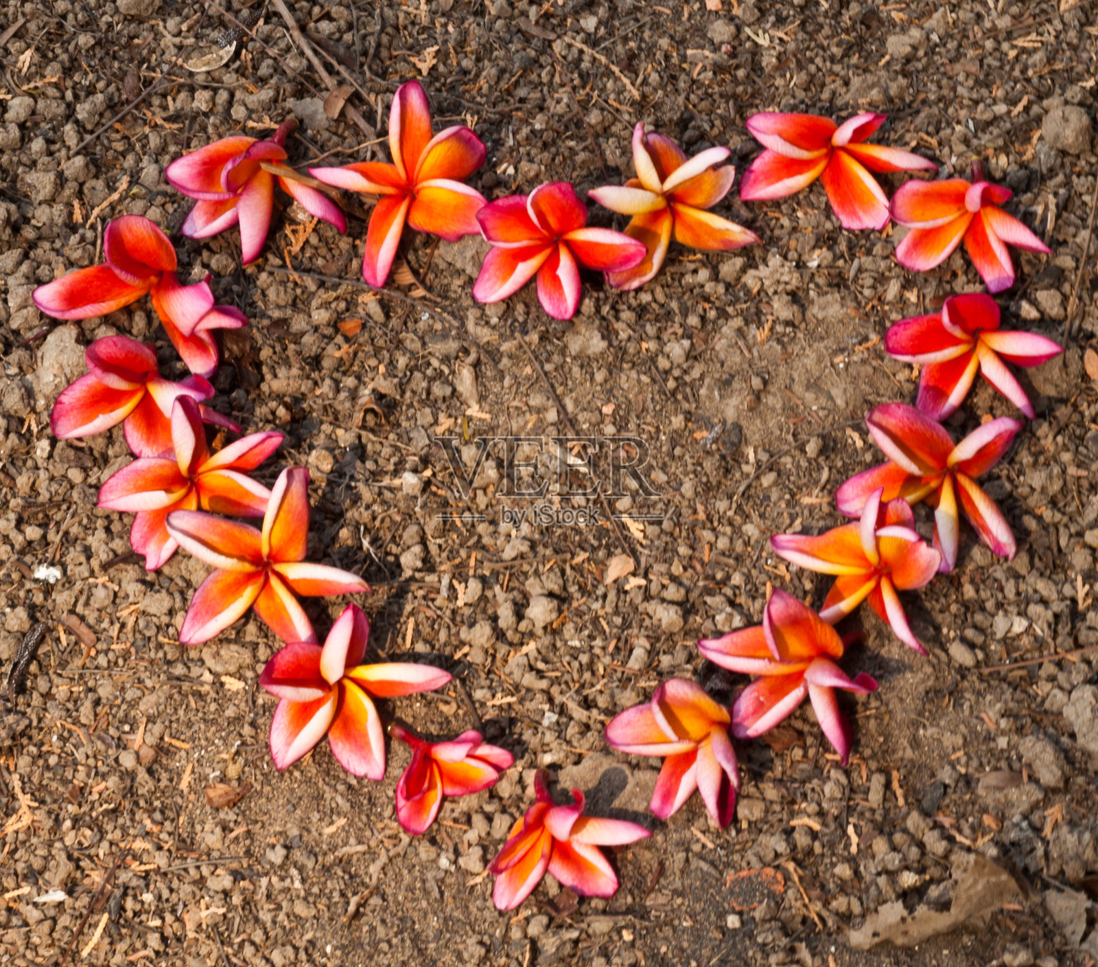 弗兰吉帕尼， 普卢梅里亚花照片摄影图片